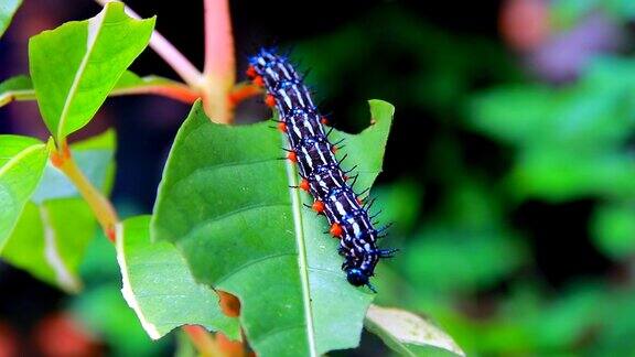 毛毛虫蠕虫条纹蓝-黑-白行走吃在叶子上(叶蝉毛毛虫)选择焦点与浅景深