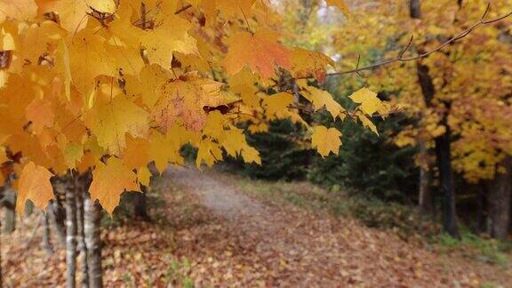 在加拿大魁北克的特伦布兰特山国家公园秋日徒步旅行