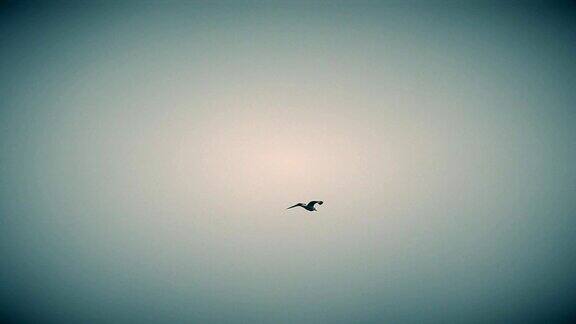 海鸥在美丽的天空中高高地飞翔