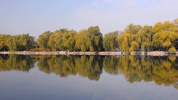 柳树公园映湖