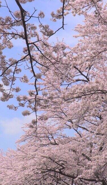 樱花在晴空下绽放