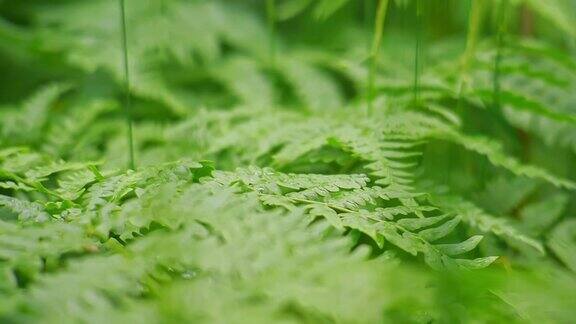 蕨叶在雨中水滴落在绿色森林的蕨类叶子上特写镜头慢动作