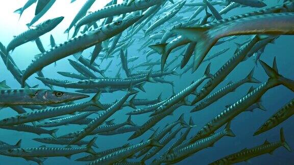 地中海的巨型梭鱼群