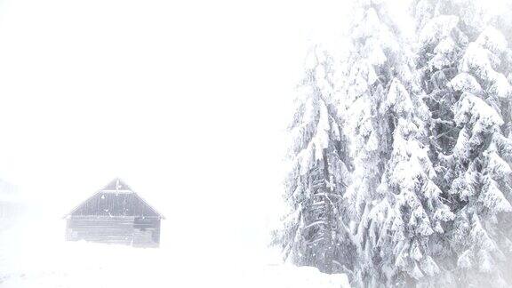 冬季仙境雪冷杉树