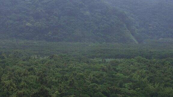 雨中大岛Mangroove森林