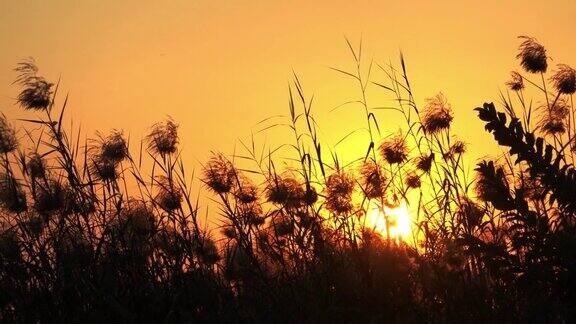 日落和天空背景草的剪影