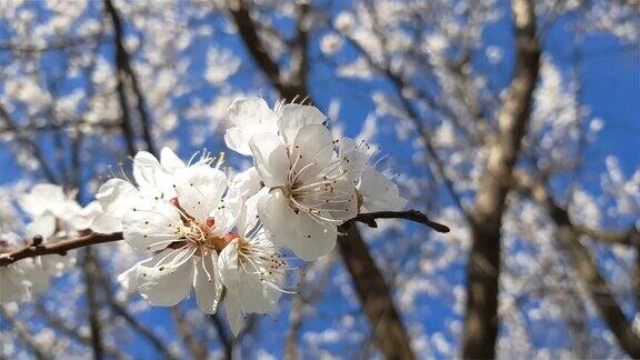 动态场景关于一枝盛开的杏树在蓝天的背景