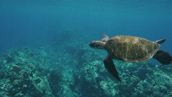 绿色海龟在海里游泳