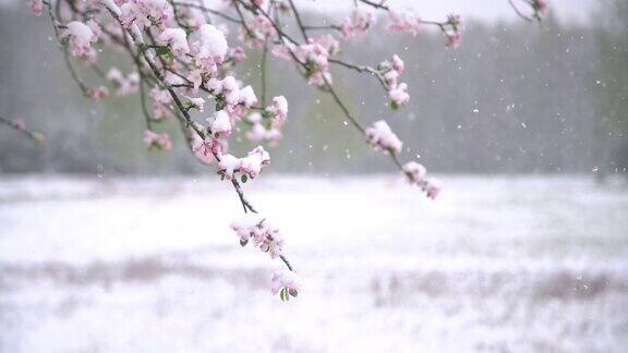 春天一场突如其来的大雪降临苹果树上的花朵被大雪覆盖盛开的花朵在花园的白雪下冻结