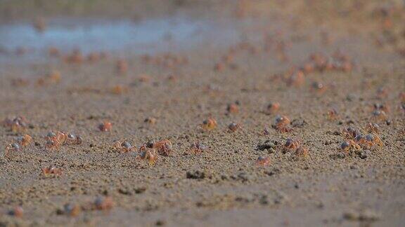 泰国南部的Satun省成千上万的兵蟹在红树林地区的沙滩上