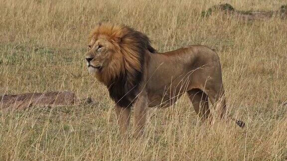 非洲狮美洲豹雄性站在长草马赛马拉公园在肯尼亚实时4K