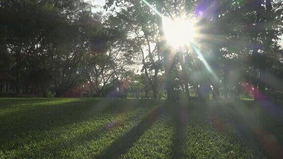 阳光透过树在公园多莉拍摄