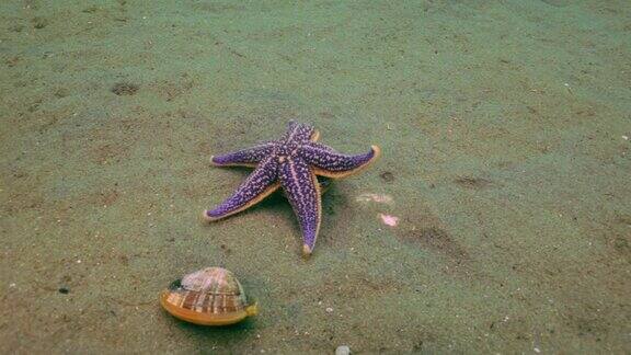 海星在海底沙摊捕食上