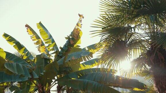 棕榈叶在风中飘扬阳光照耀天堂假期