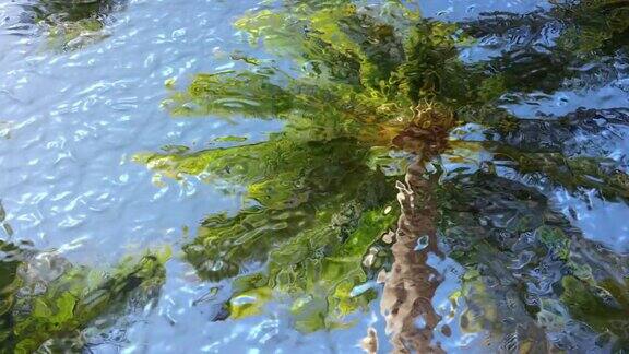 棕榈树在水中倒映