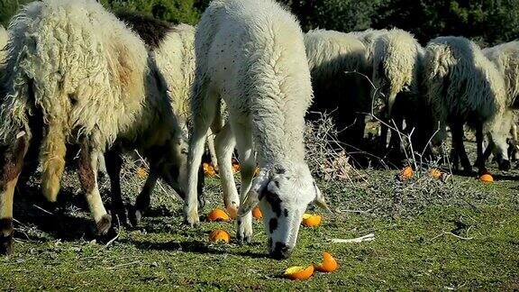 一群绵羊在山上的牧场里吃草