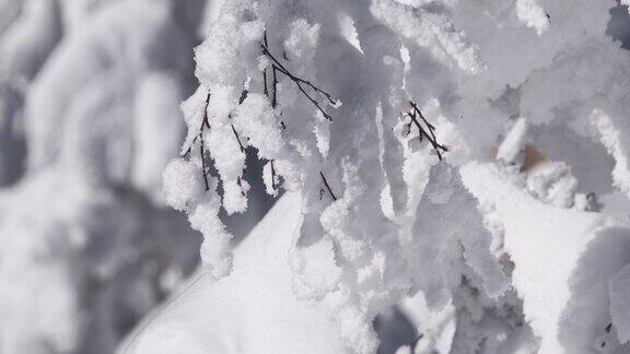 树枝在霜雪中随风摇摆