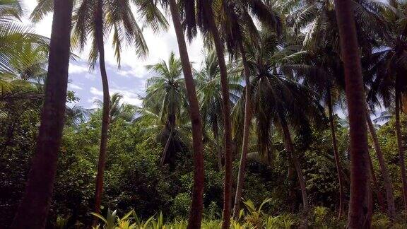 低角度查看森林中的棕榈树