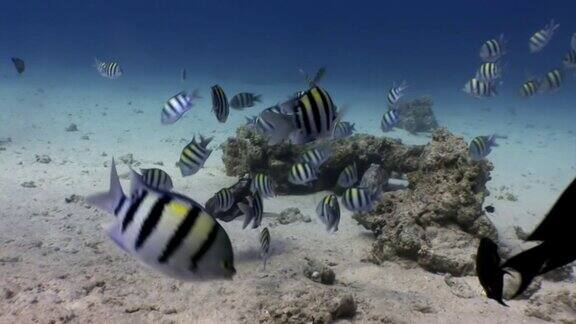 在红海水下的珊瑚中有明亮条纹的鱼