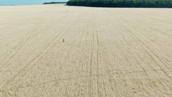 鸟瞰图一个美丽的女孩走过一片麦田一望无际的田野里金黄的麦穗农业产业4kProRes
