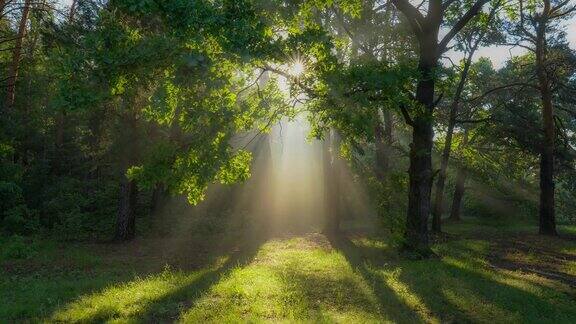 神秘神奇的夏日森林温暖的阳光阳光从一棵美丽的绿树的枝叶中透出来清晨森林里一片阳光明媚的绿地高质量拍摄4K拍摄