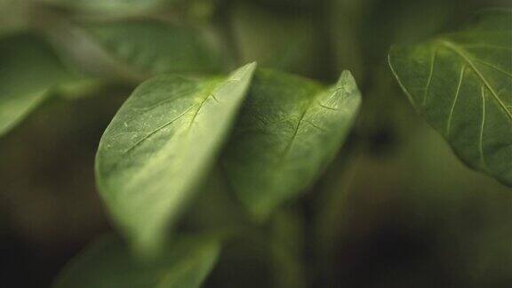 园林植物宏观