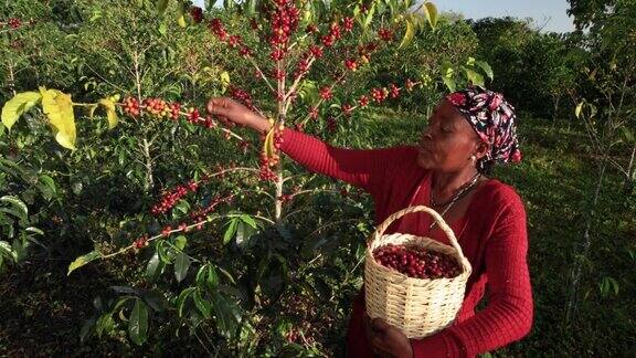年轻的非洲妇女收集咖啡樱桃东非