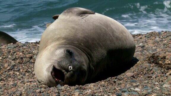 躺在海岸线上的阿根廷海狗