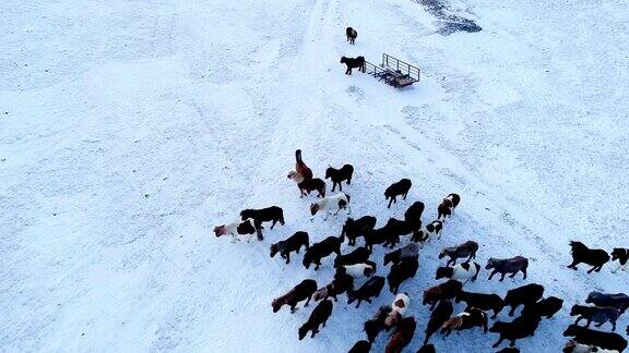 鸟瞰一群马在冰岛的雪地上行走阴天之下