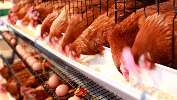母鸡农场里的鸡蛋