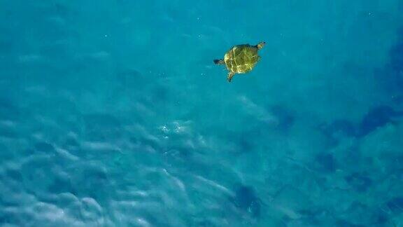 在毛伊岛海岸清澈的水面下独自游泳的海龟