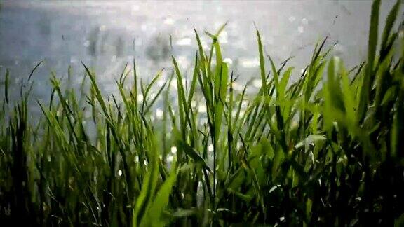 草的沼泽