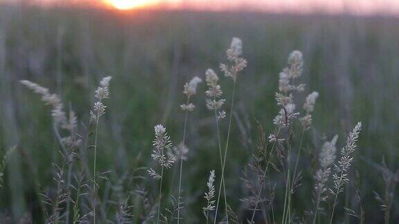 日落时微风吹动草地