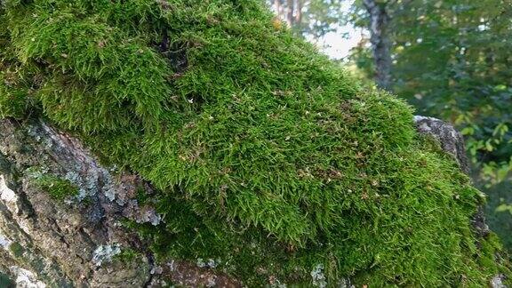 森林里老桦树树干上的绿色苔藓