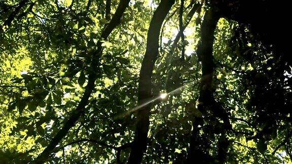 阳光透过树