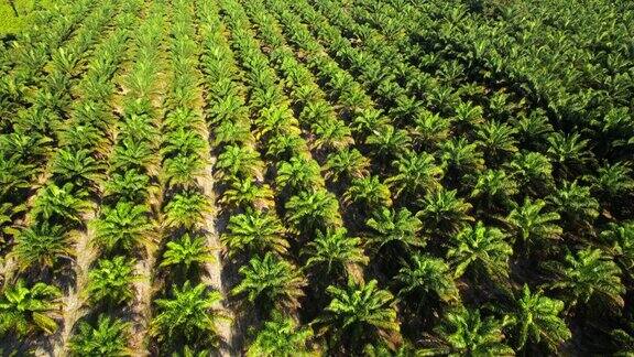 日出场景无人机视图在运动的棕榈油树种植园产品以生产棕榈油出口