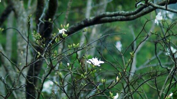 樱花樱花