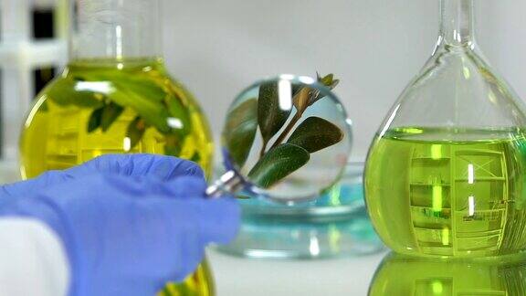实验室助理用放大镜研究绿色植物有机美容产品