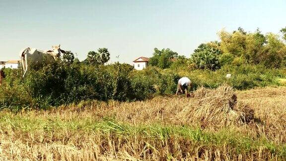农民收割水稻真实画面