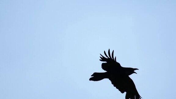 黑鸦展翅飞向天空