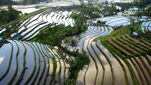 航空视频在一个惊人的景观稻田在Jatiluwih水稻梯田巴厘岛印度尼西亚