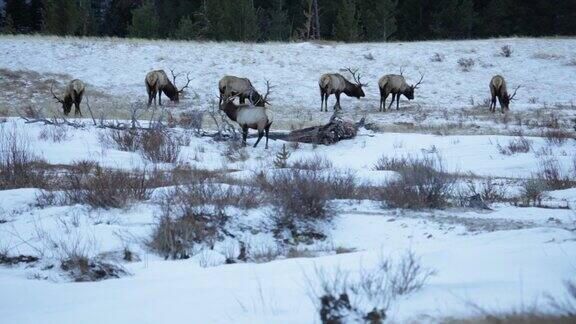高清视频冬季公牛麋鹿牧群洛基山NP科罗拉多州