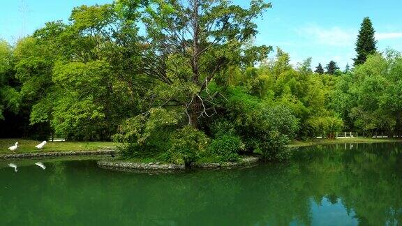 夏天宁静的池塘