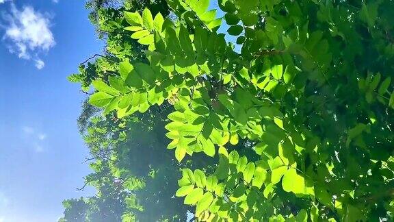 绿色的树叶在风中飘动特写