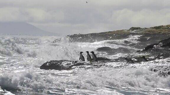 福克兰岛的跳岩企鹅
