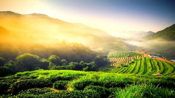 美丽的阳光在朦胧的早晨在泰国北部的山脉