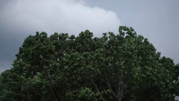 大雨来临前外面有夏天的暴雨大风在森林里吹绿了树枝外面有戏剧性的雷雨