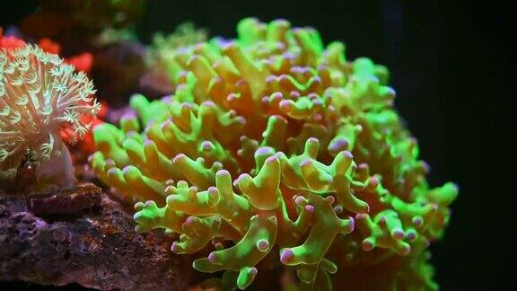 泛观海洋水族馆与美丽的珊瑚