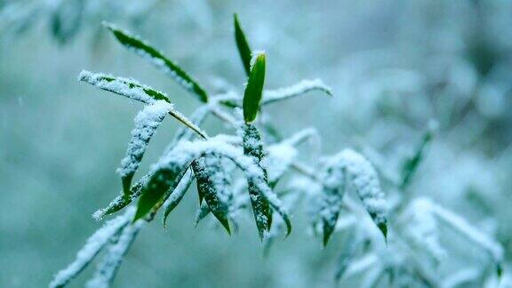 雪花落在竹叶上