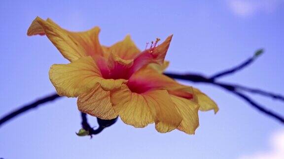 在冲绳的夏日天空中盛开的芙蓉花在冲绳的亚热带地区盛开着美丽的花朵